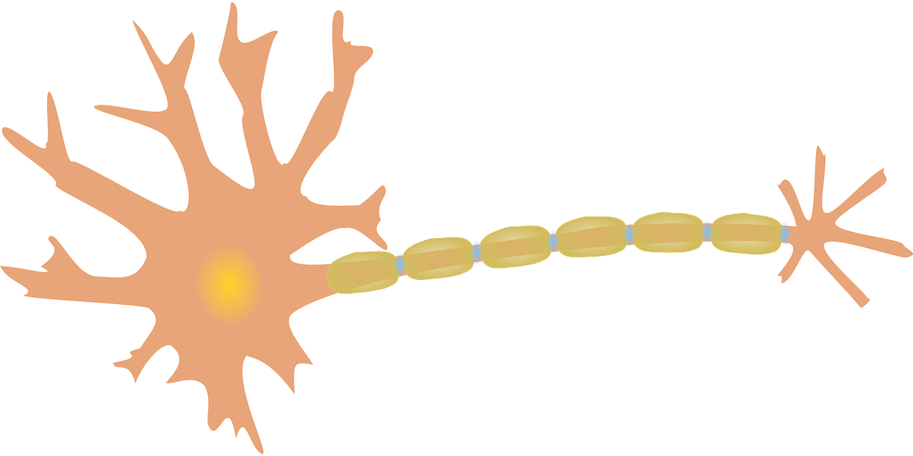 Illustration of a Nerve